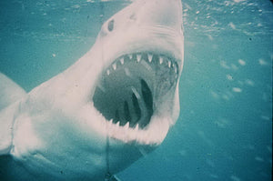 Jaws [4K Ultra HD + Blu-ray] - Catalog To Music