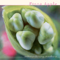 Fiona Apple - Extraordinary Machine [180g 2LP]